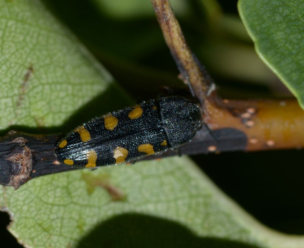 Buprestidae forse Ptosima ?  S,  Ptosima undecimmaculata